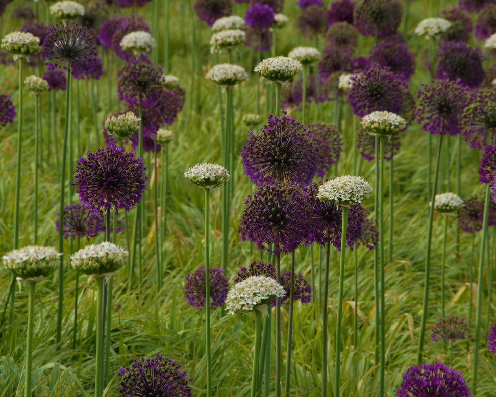 Allium multibulbosum 'Nigrum'