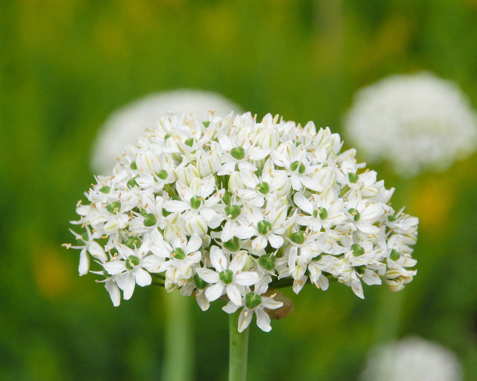 Allium multibulbosum 'Nigrum'
