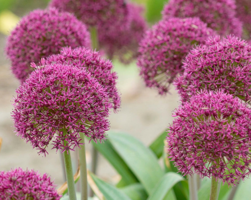 Allium 'Ostara'