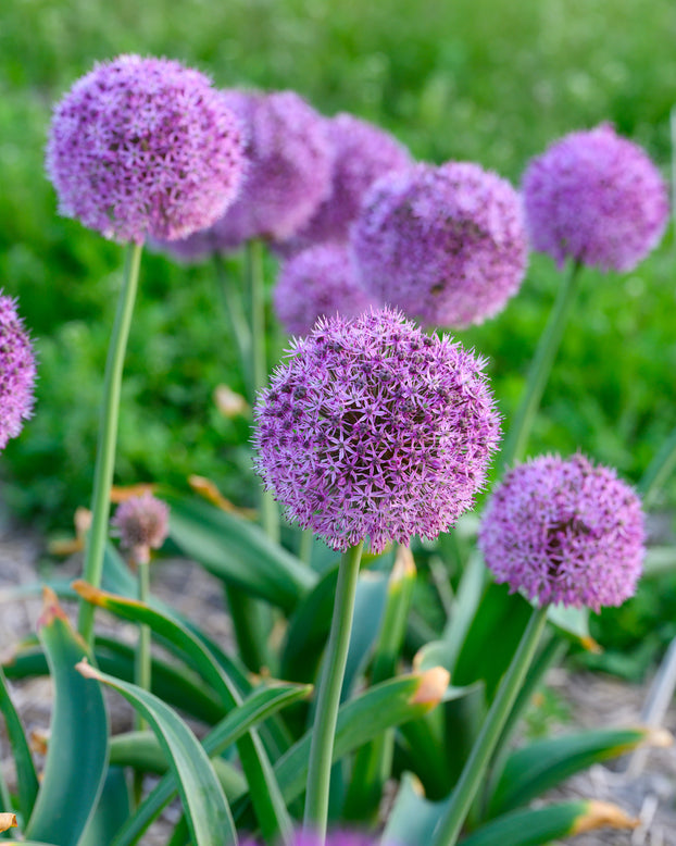 Allium 'Party Balloons'