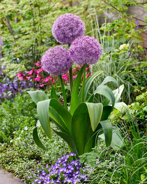 Allium 'Party Balloons'