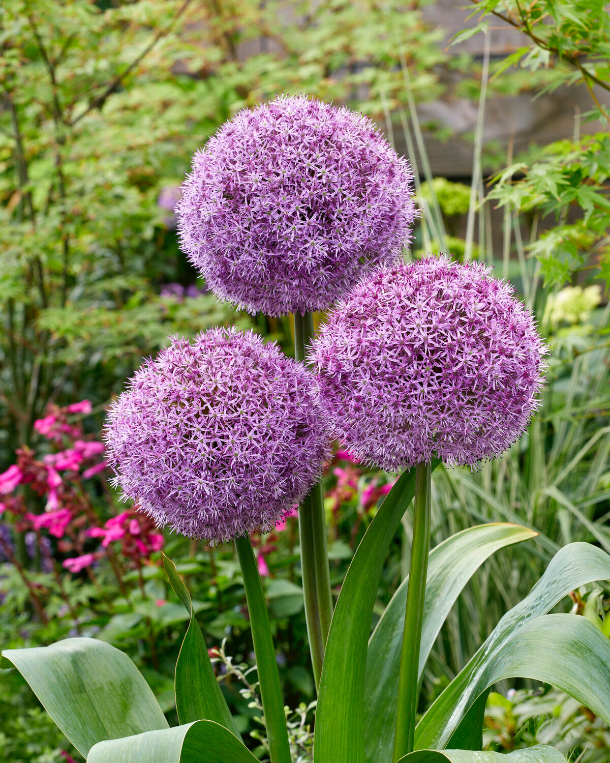 Balloons Bulbs Uk Ornamental Onion