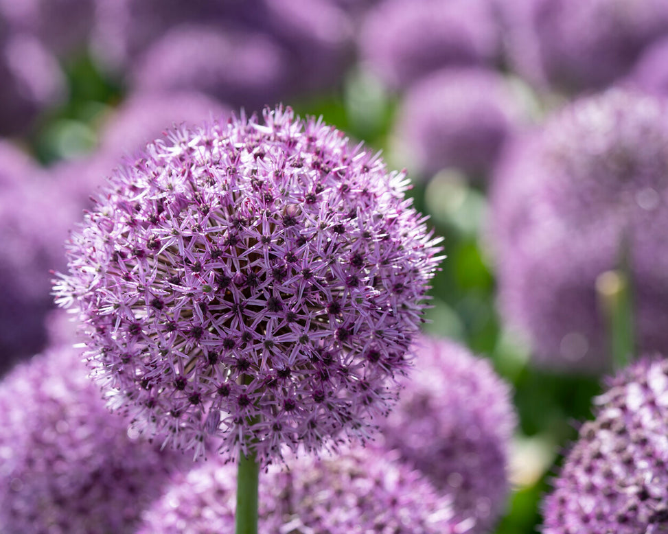 Allium 'Party Balloons'