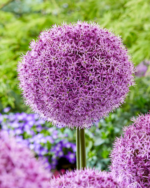 Allium 'Party Balloons'