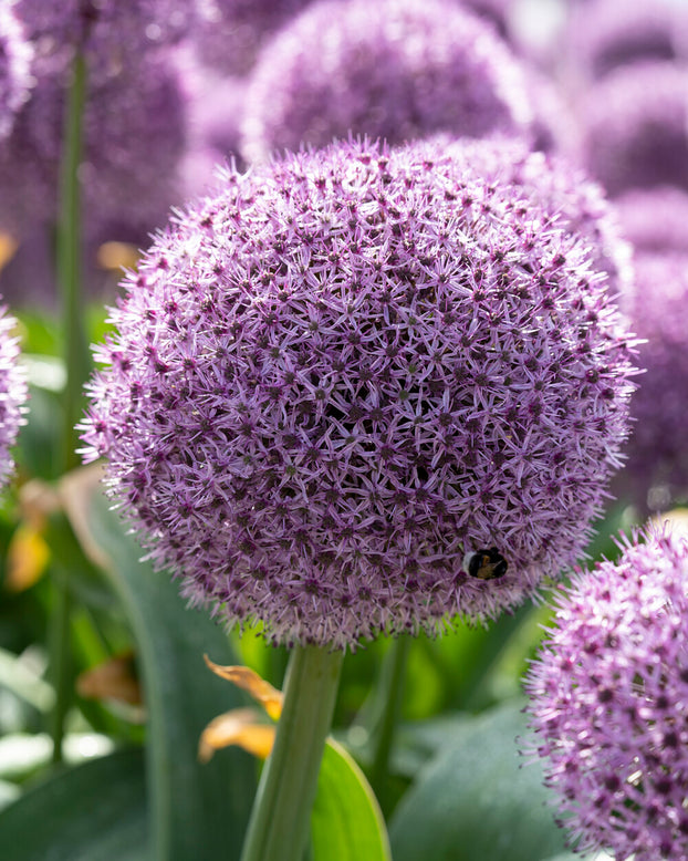Allium 'Party Balloons'