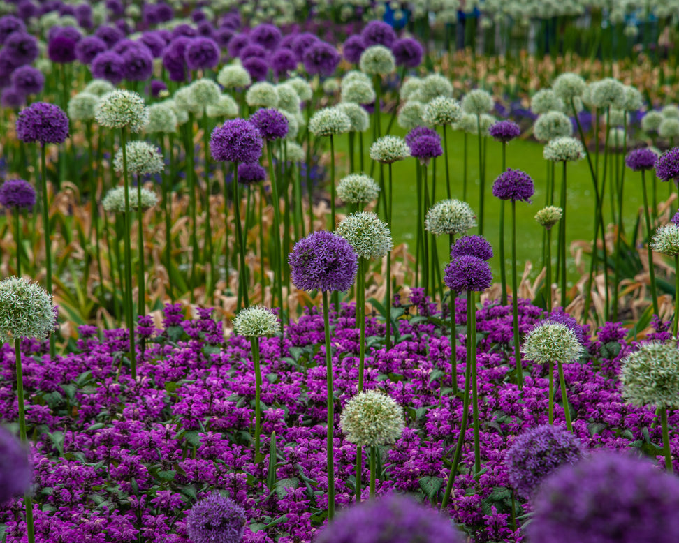 Allium collection 'Perfect Partners'