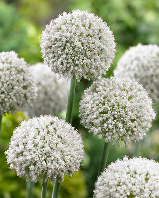 Allium 'Ping Pong' Allium 'Ping Pong'