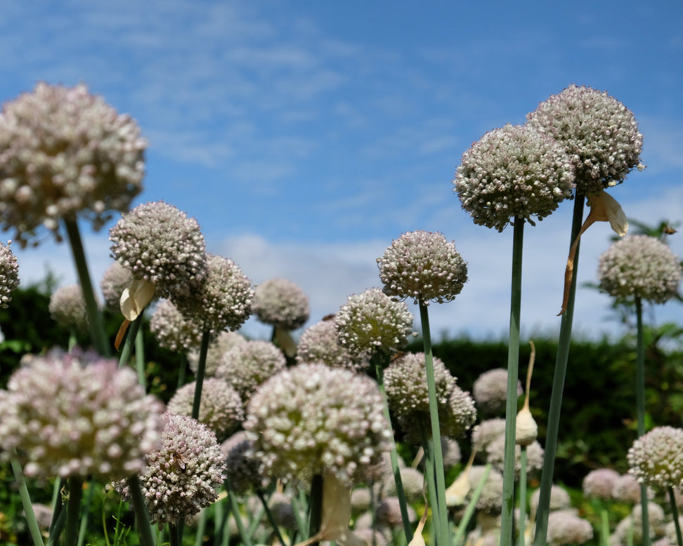 Allium 'Ping Pong'