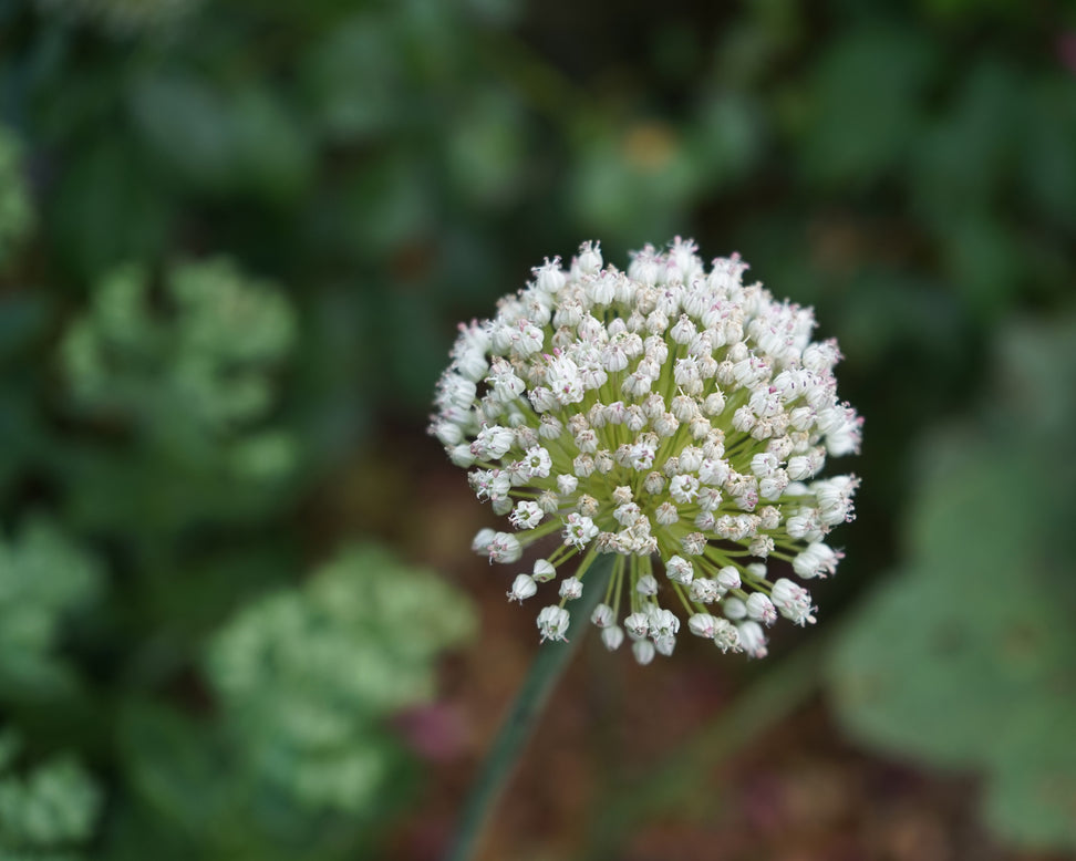 Allium 'Ping Pong'