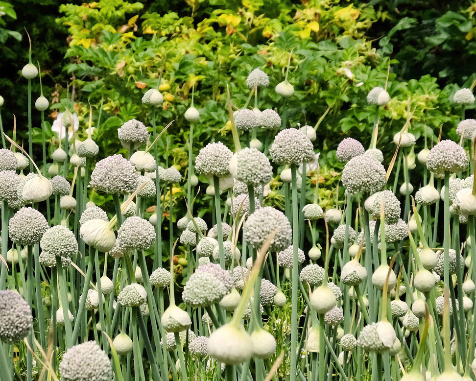 Allium 'Ping Pong'