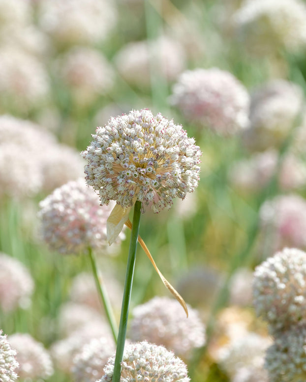 Allium 'Ping Pong'