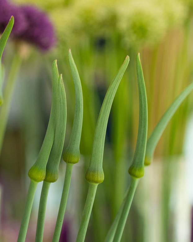 Allium 'Ping Pong'