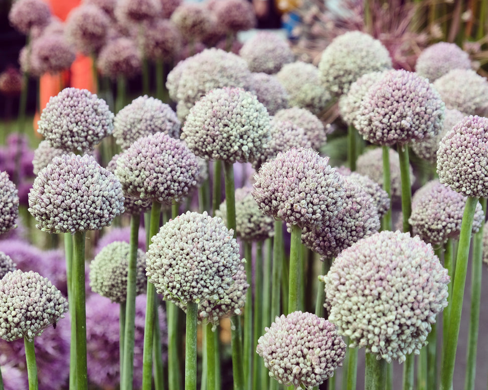 Allium 'Ping Pong'