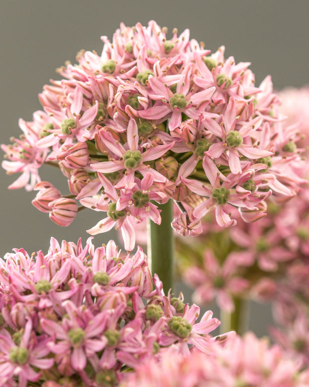 Allium 'Pink Jewel'