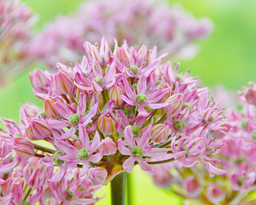 Allium 'Pink Jewel'