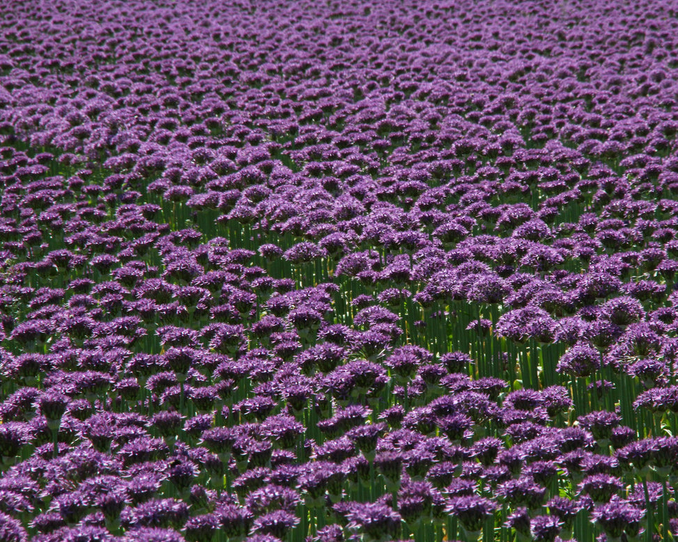 Allium 'Purple Sensation'