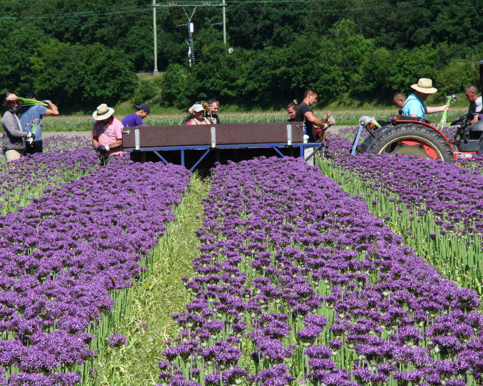 Allium 'Purple Sensation'