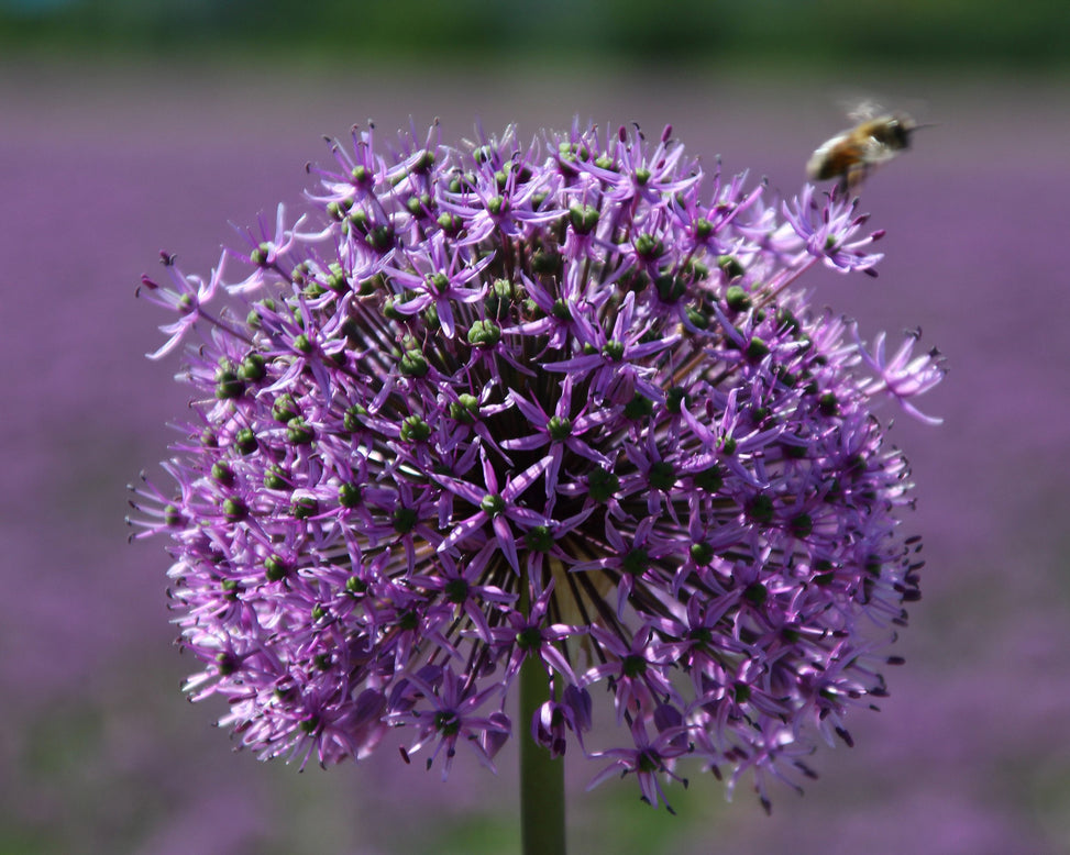 Allium 'Purple Sensation'