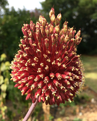 Allium 'Red Mohican' Allium 'Red Mohican'
