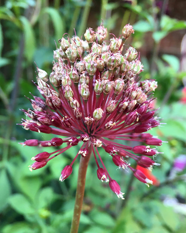 Allium 'Red Mohican'