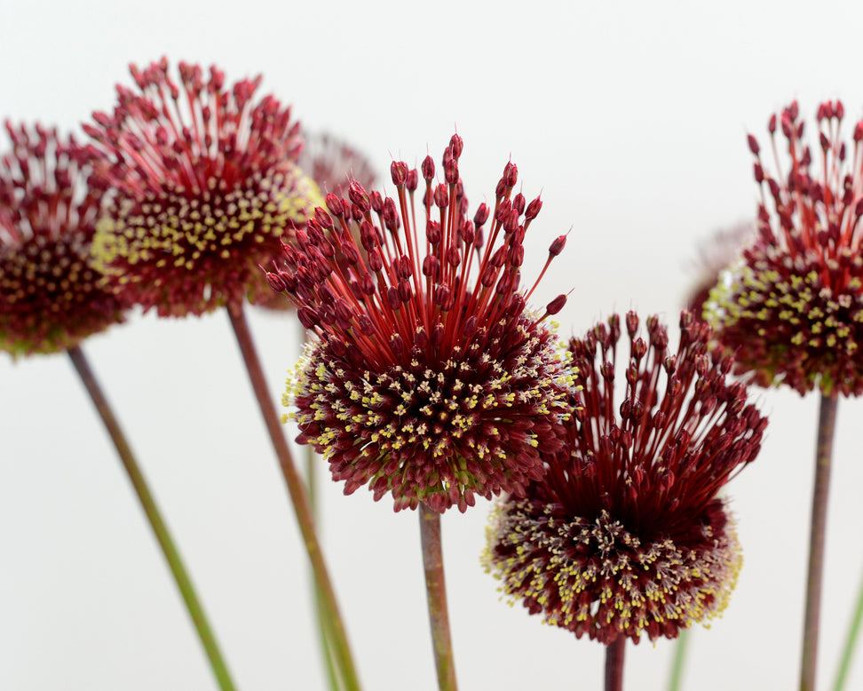 Allium 'Red Mohican'
