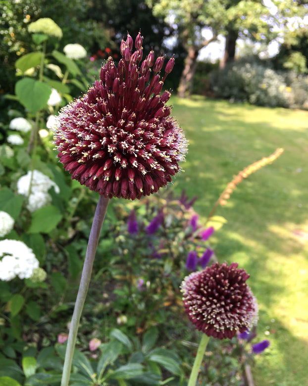 Allium 'Red Mohican'