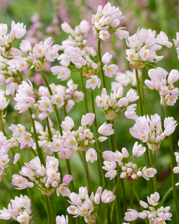 Allium roseum
