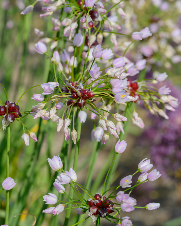 Allium roseum