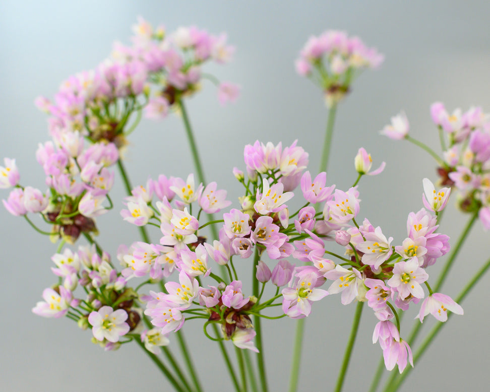 Allium roseum