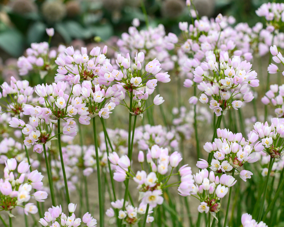 Allium roseum