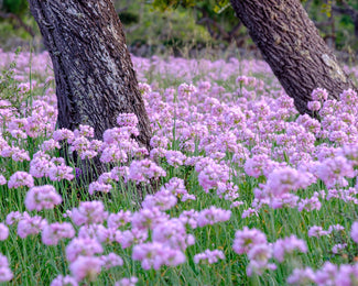 Allium roseum Allium roseum