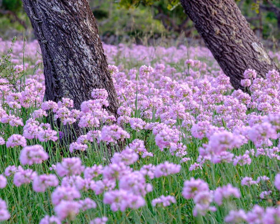 Allium roseum