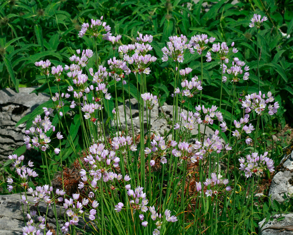 Allium roseum