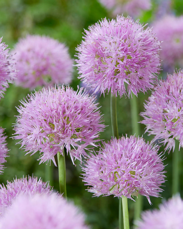 Allium 'Rosy Beauty'