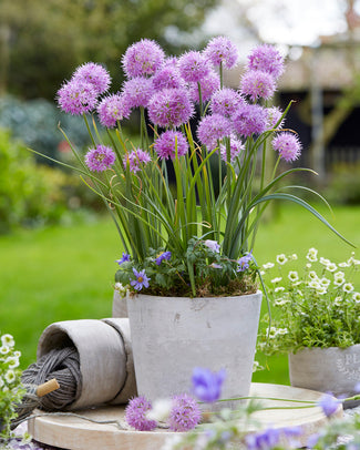 Allium 'Rosy Beauty' Allium 'Rosy Beauty'