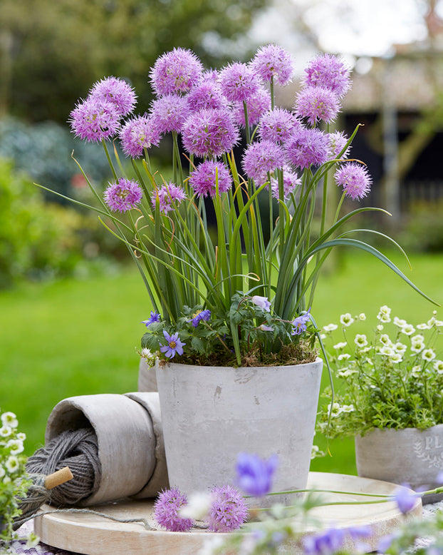 Allium 'Rosy Beauty'
