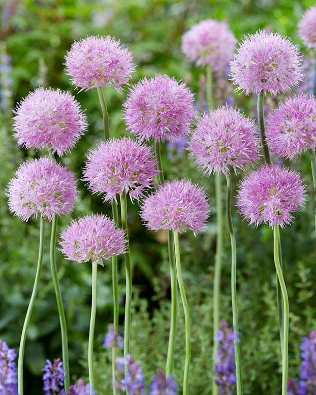 Allium 'Rosy Beauty'