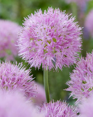 Allium 'Rosy Beauty' Allium 'Rosy Beauty'