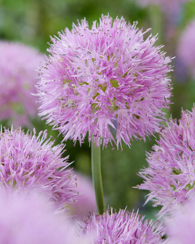 Allium 'Rosy Beauty'
