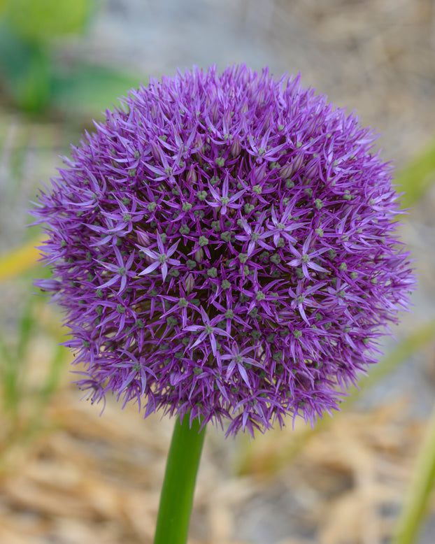 Allium 'Round 'n' Purple'