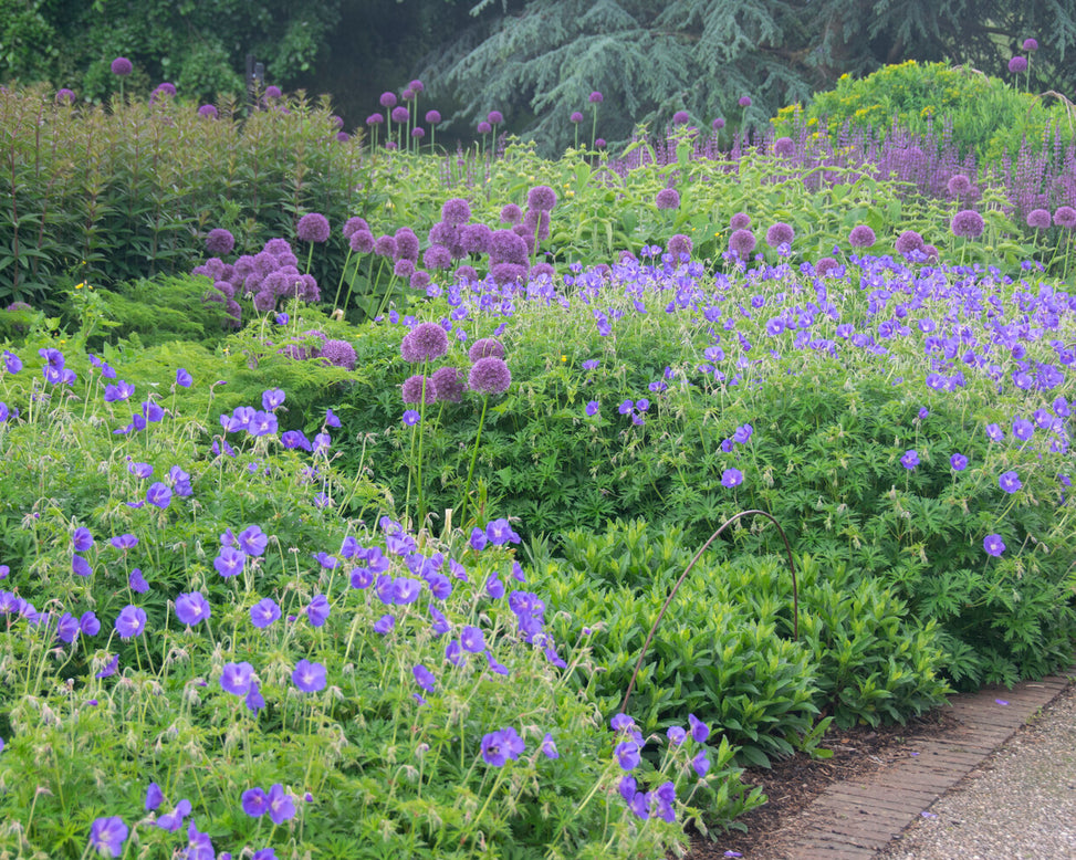 Allium 'Round 'n' Purple'