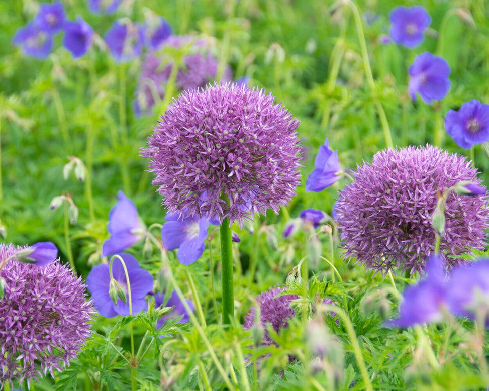 Allium 'Round 'n' Purple'