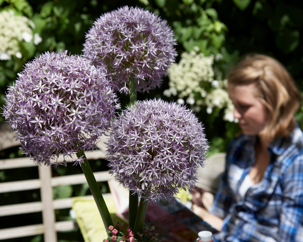 Allium 'Round 'n' Purple'