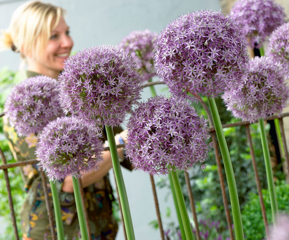Allium 'Round 'n' Purple'