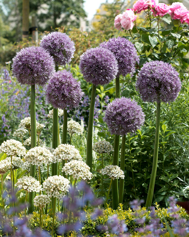 Allium 'Round 'n' Purple'