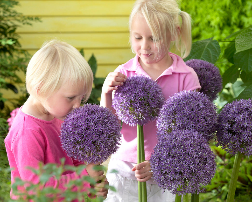 Allium 'Round 'n' Purple'