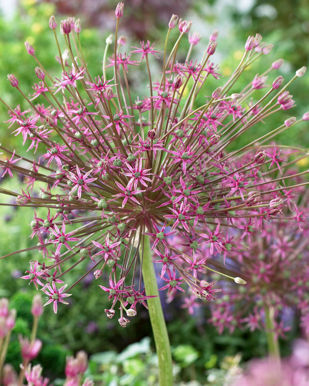 Allium schubertii