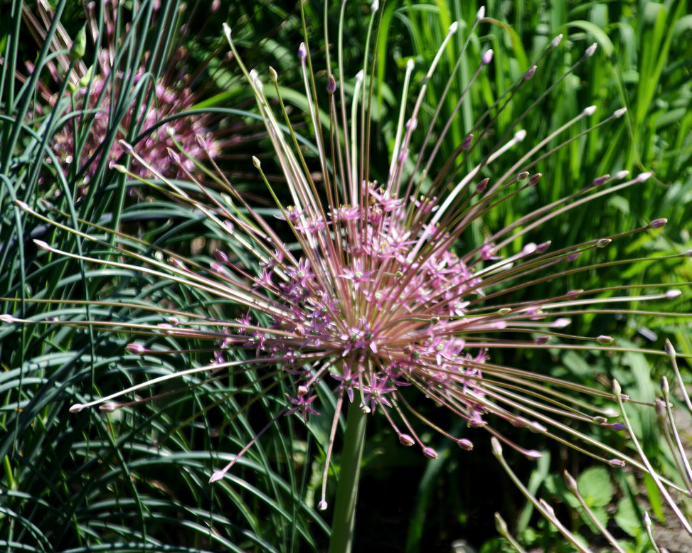 Allium schubertii