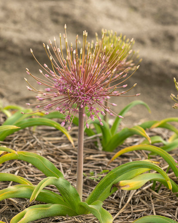 Flower BulbsSchubertii Bulbs UK - 1