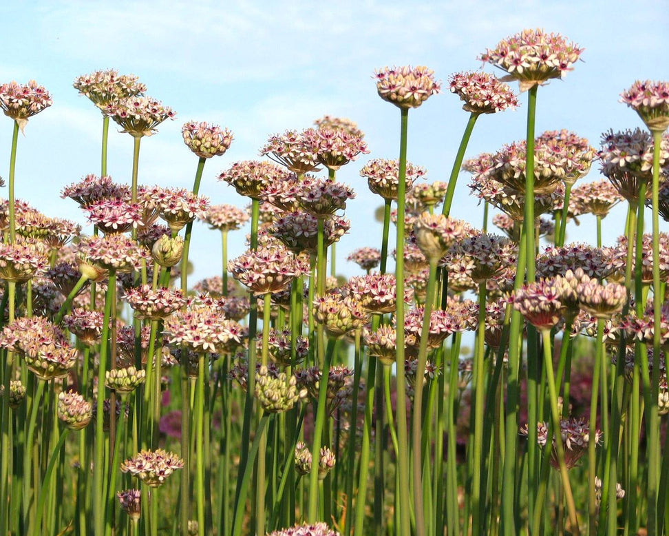 Allium 'Silver Spring'
